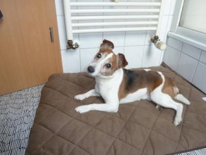 Flectabed-Smart-Wärmekissen-mit-Eddy Flectabed-Smart-Wärmekissen-mit-Eddy