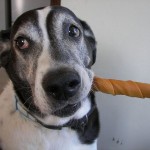 Hund mit Kaurolle im Maul