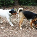 Hundebegegnung